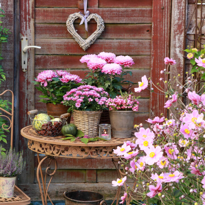 Pink Mums in a container growing beside Dahlias and Anemones