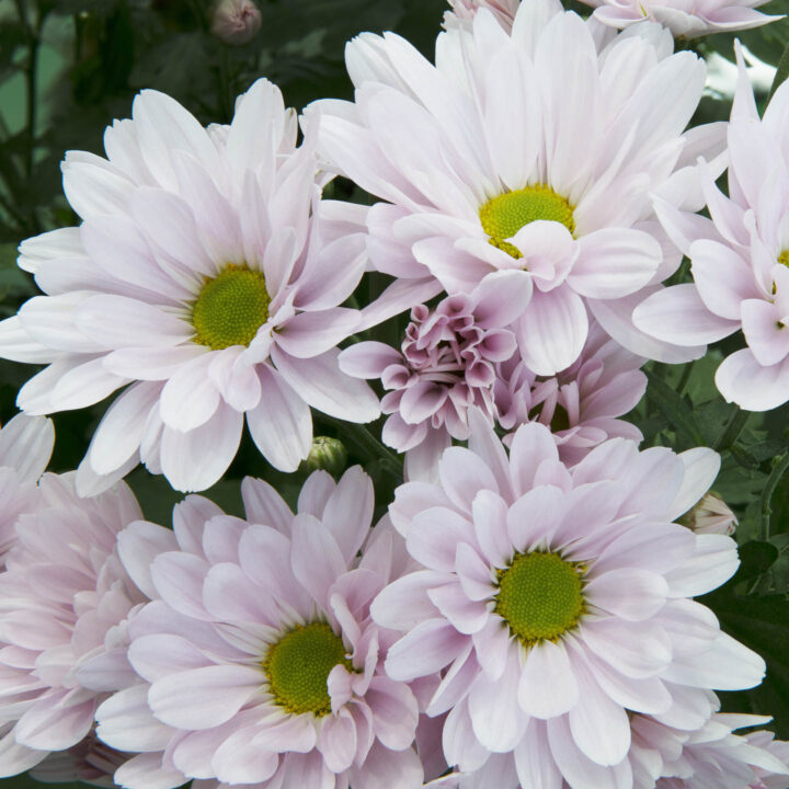 Light pink Mums with green centers