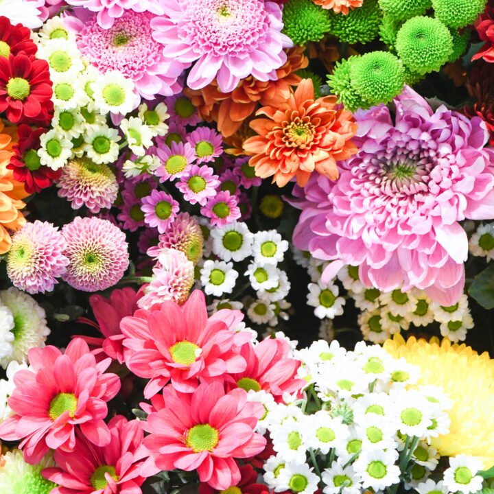 A collection of pink, white, yellow, green and orange Mums