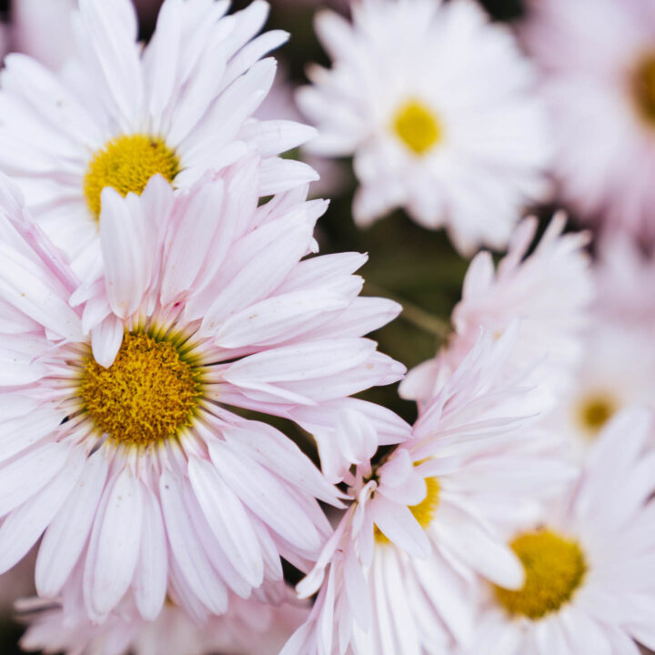 Pink Chrysanthemums with yellow centers