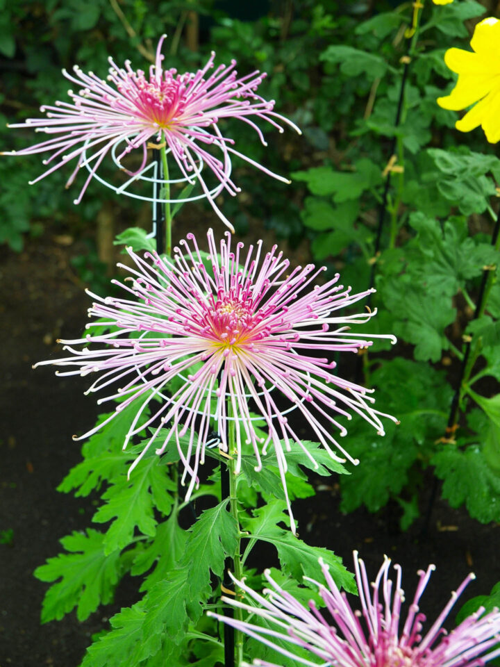 pink spider Chrysanthemums in the garden