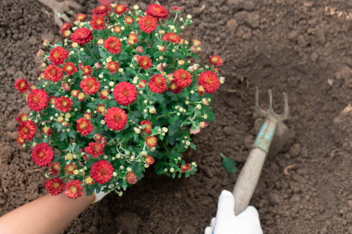 Red chrysanthemums being planted in the garden