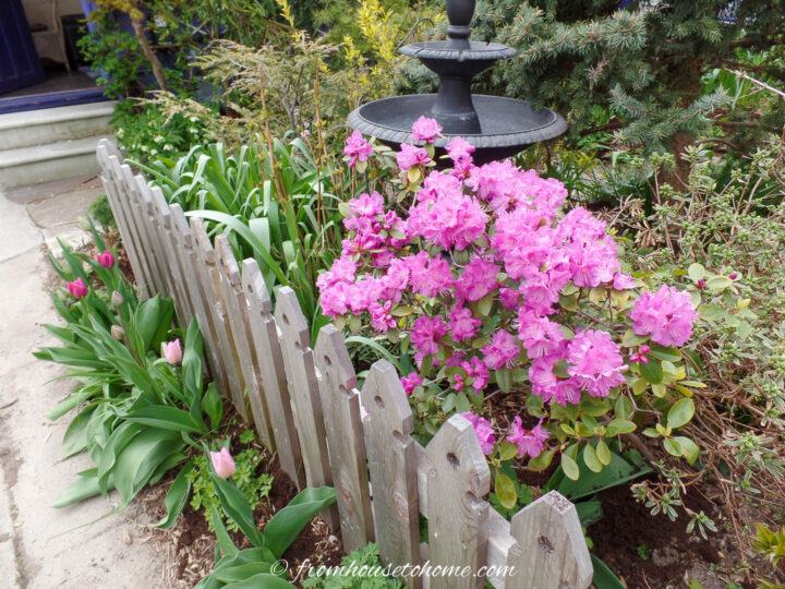 PJM Rhododendron blooming in front of a water fountain in the spring garden