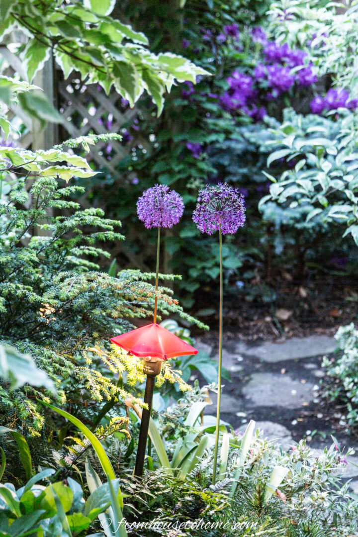 Two blue purple allium flowers in a garden