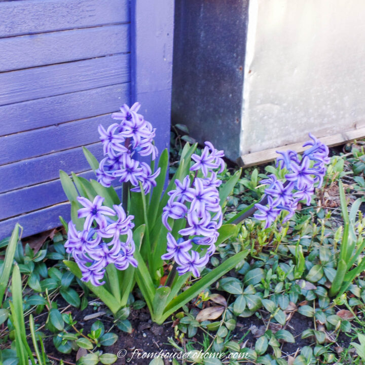 Purple hyacinths blooming in the spring