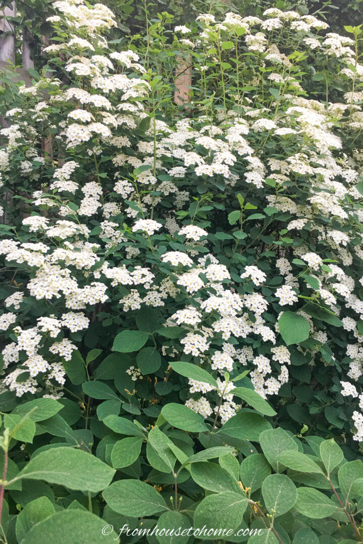 White bridal wreath spirea