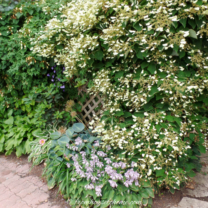 A climbing Hydrangea with white flowers growing on a fence above Hostas with purple flowers