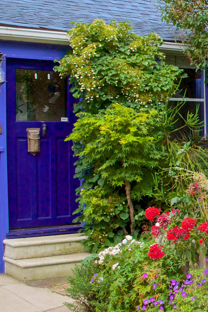 A climbing Hydrangea growing on a purple house wall above a Japanese maple