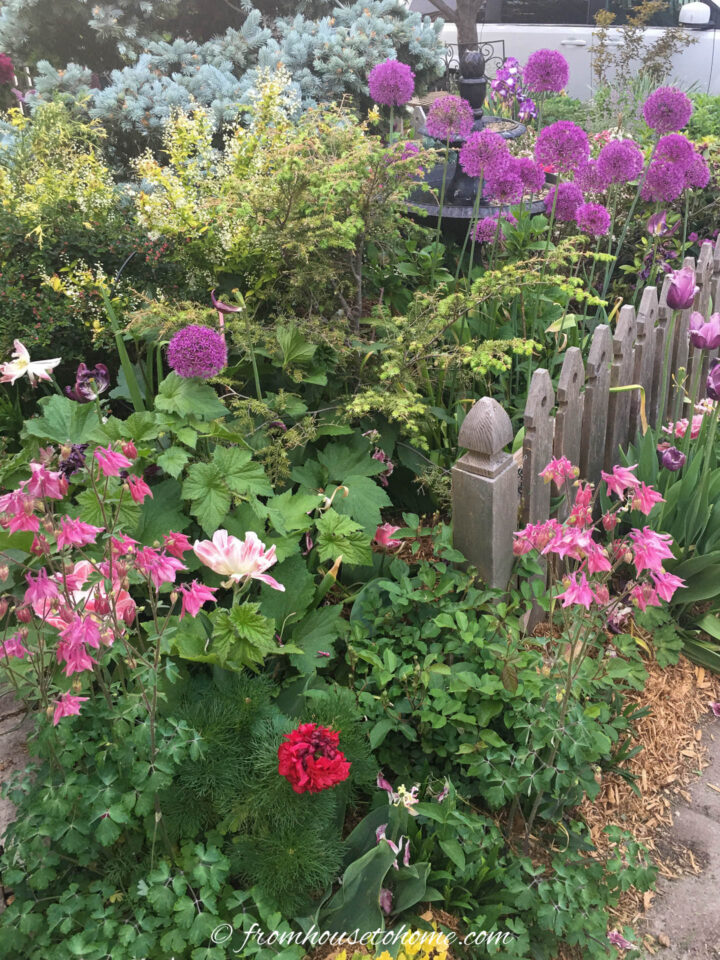 Pink columbines and purple alliums blooming beside a picket fence