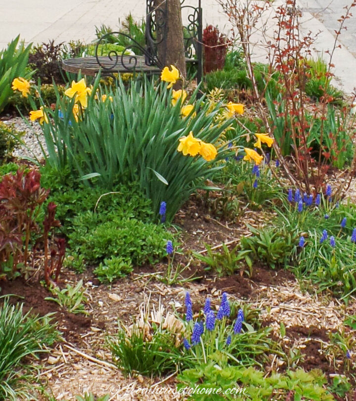 Tulips and grape hyacinths blooming on the boulevard