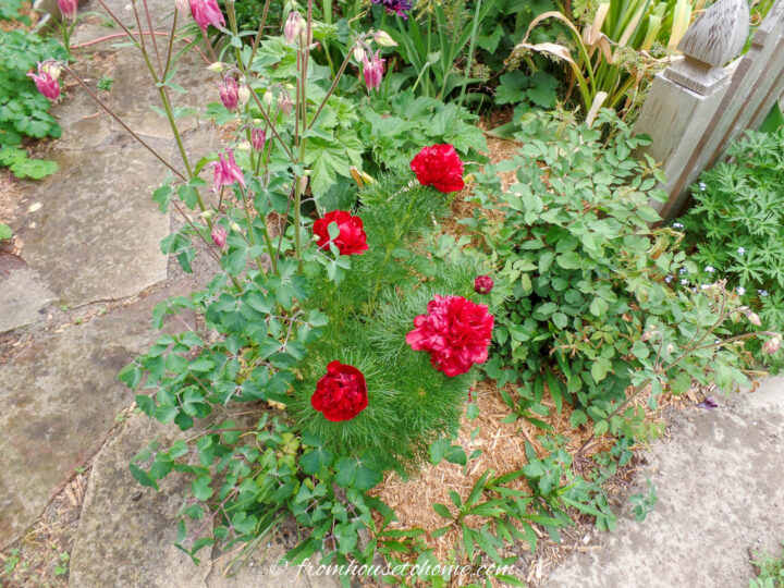 Red fern tree peony and columbines in the front yard garden