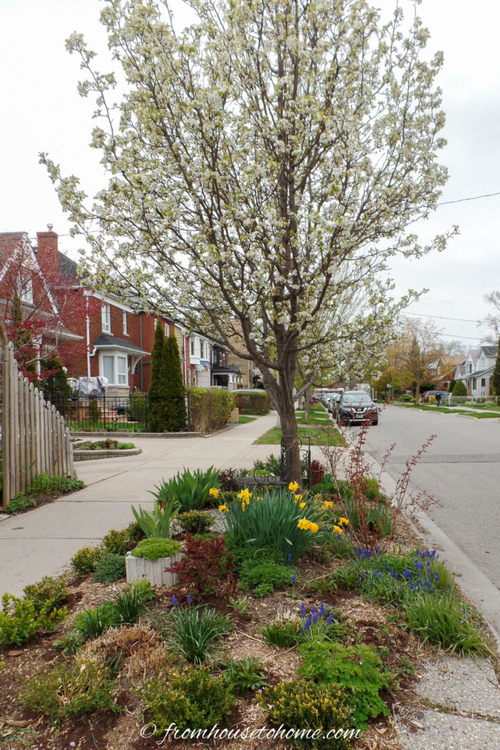 An ornamental pear tree blooming above the boulevard garden