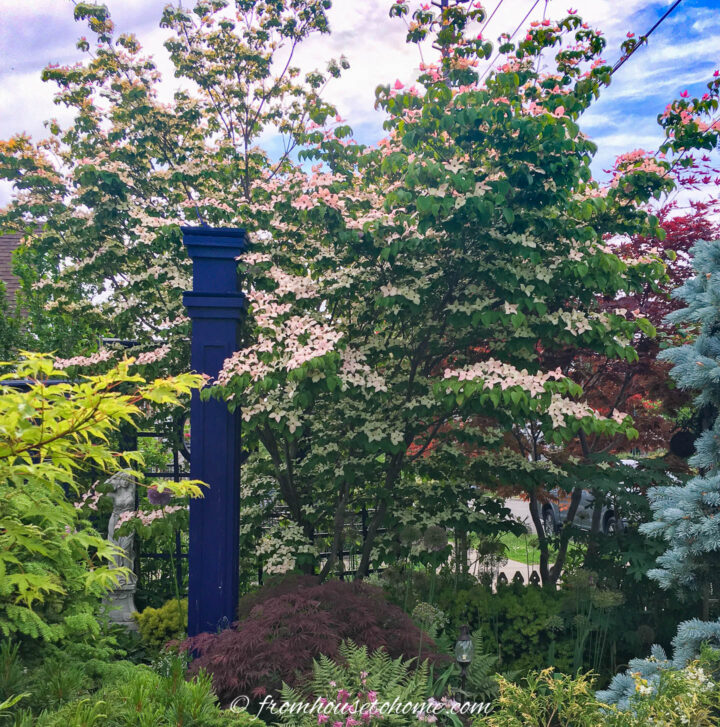 A dogwood tree covered with pink flowers in a front yard garden