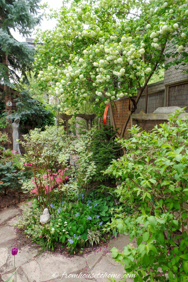 Snowball viburnum bush blooming in a fenced backyard garden
