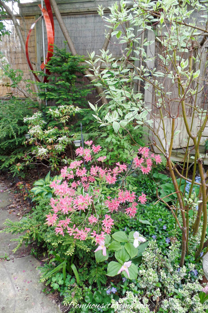 Pieris, azaleas and trilliums blooming in the backyard garden