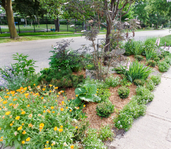 Black Lace Elderberry with pink blooms growing on a boulevard with other perennials