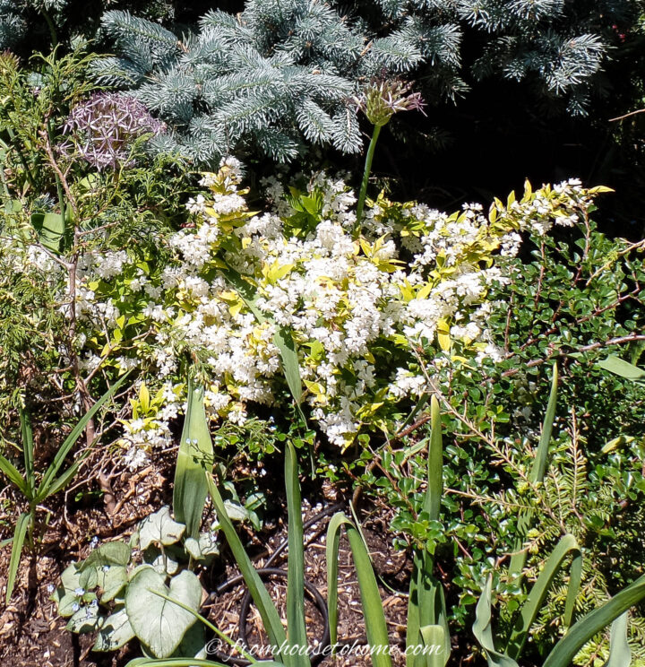 Chardonnay Pearls Deutzia growing in a front yard garden