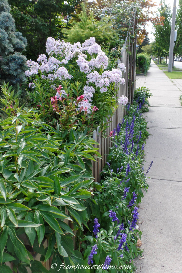 Phlox growing in a summer garden inside a picket fence with purple salvia on the outside