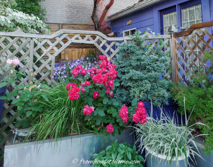 Roses and evergreens growing in a large container in front of a fence.