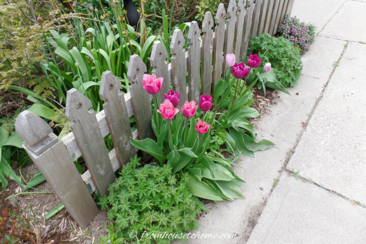 Tulips blooming beside a front yard picket fence