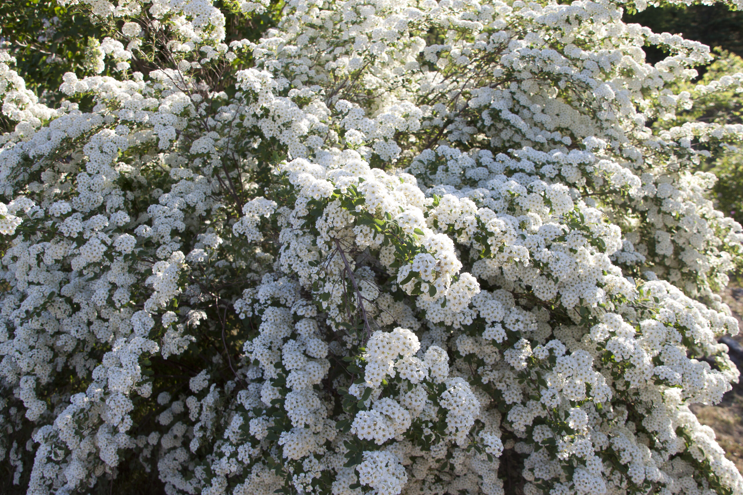 bridal wreath spirea