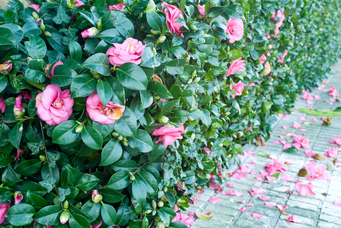 A clipped Camellia hedge with pink flowers