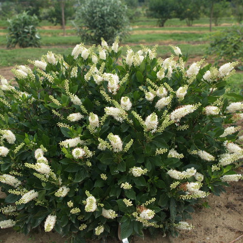 Sugartina® 'Crystalina' Summersweet