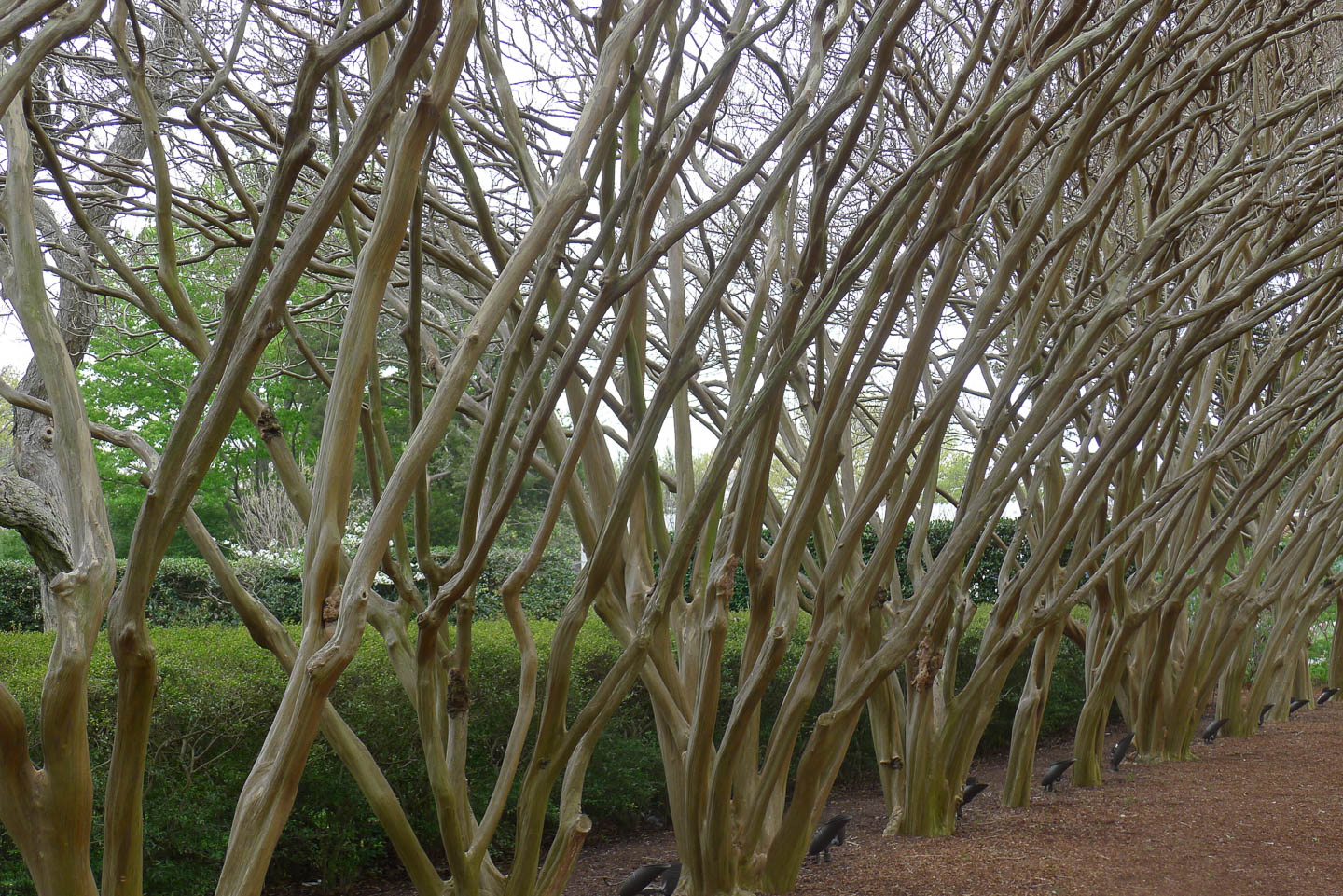 Crapemyrtle hedge with no leaves in the winter