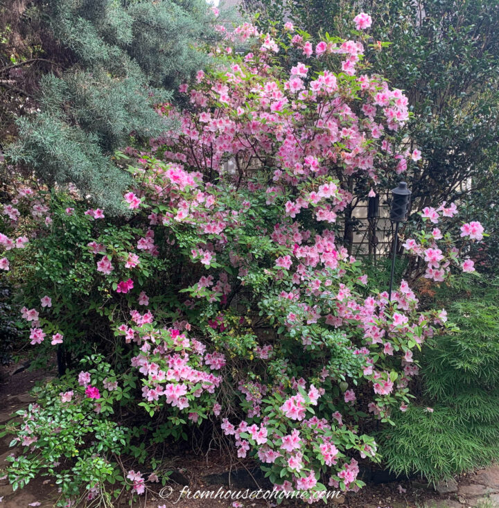 encore azalea