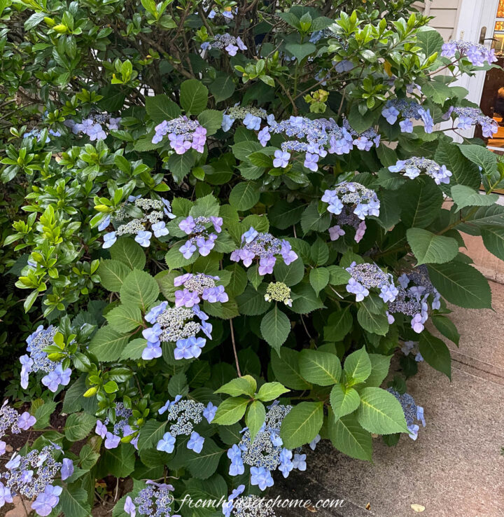 Hydrangea macrophylla "Twist and Shout"