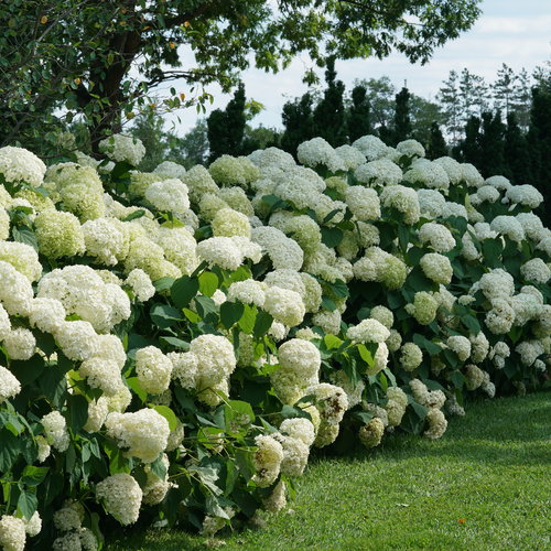 Incrediball® Smooth Hydrangea