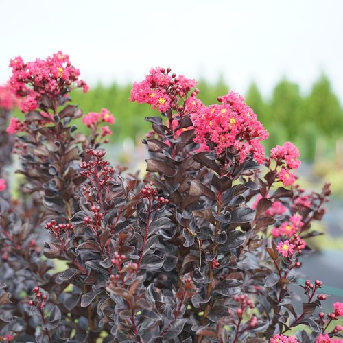 Center Stage® Crapemyrtle