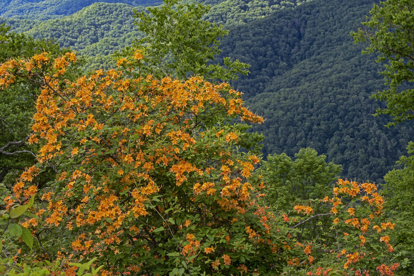 Orange flame azalea growing wild in the Blue Ridge Mountains
