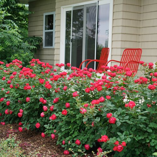 Oso Easy Double Red® Rose