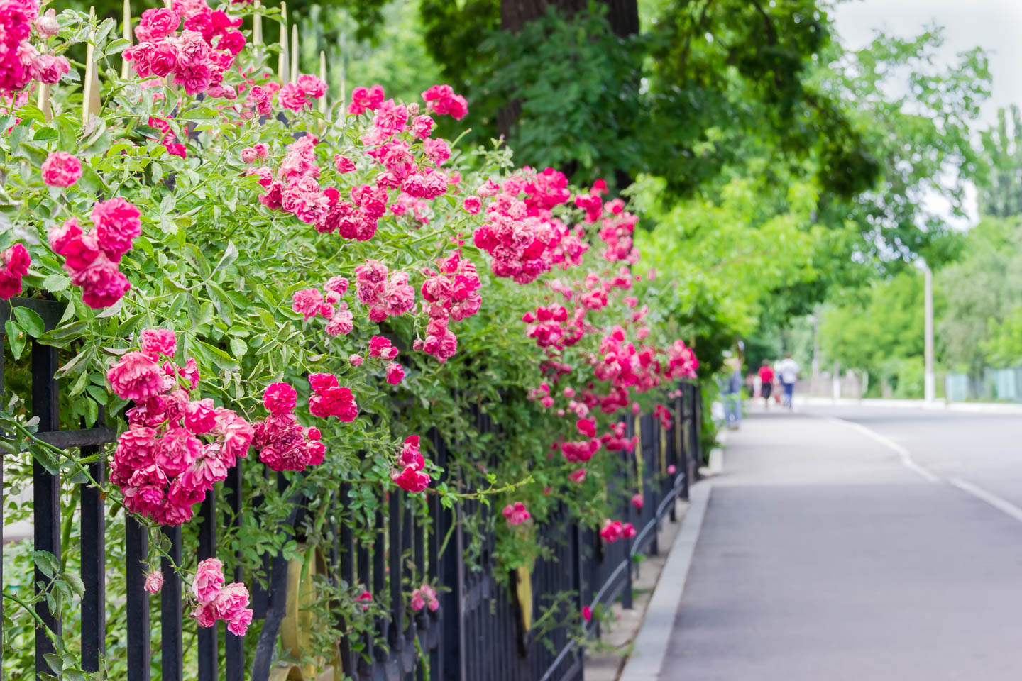 Rose hedge growing along a wrought iron fence