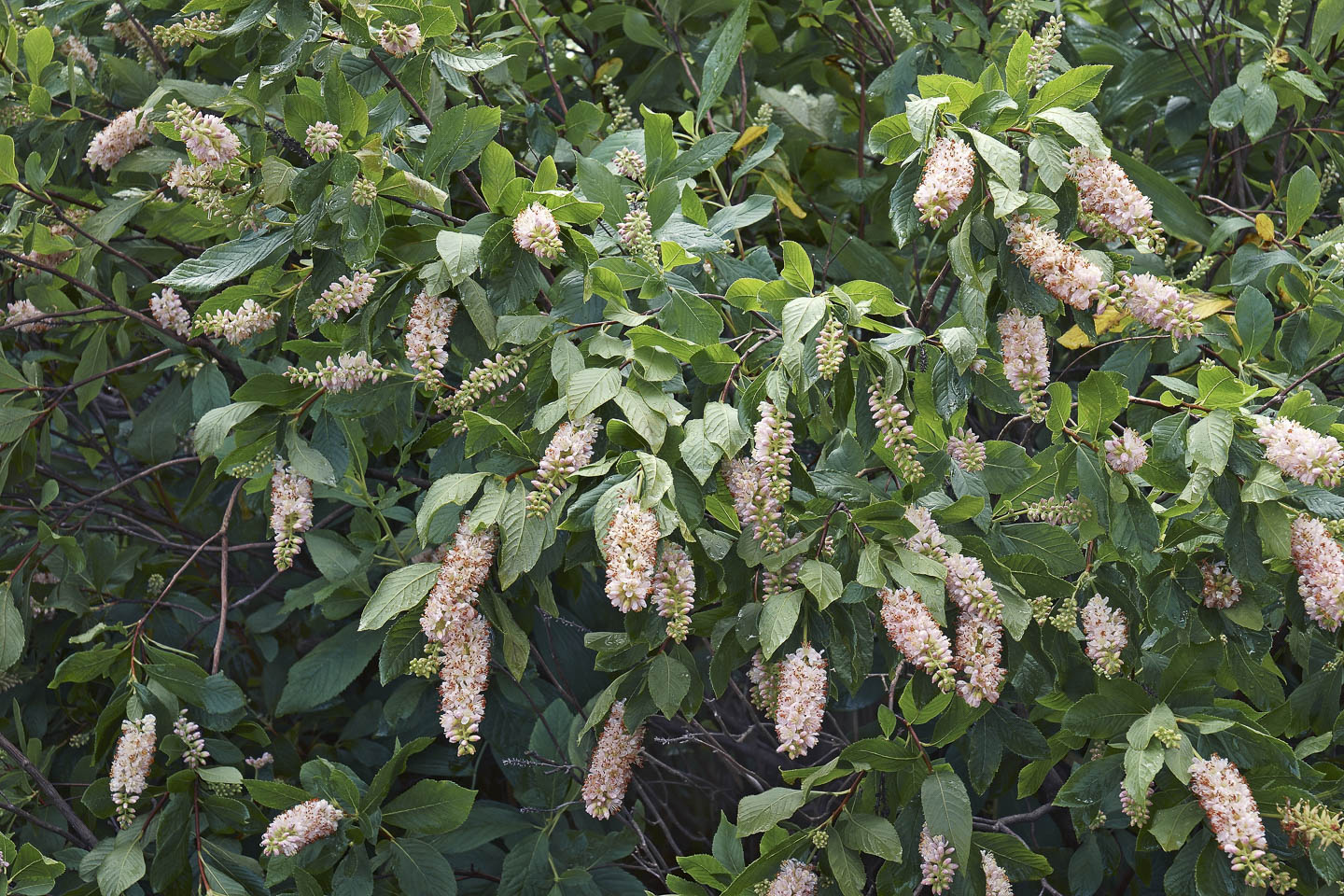 Summersweet bush in bloom