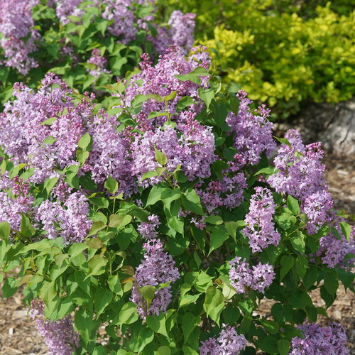 Lilac Scentara Pura®