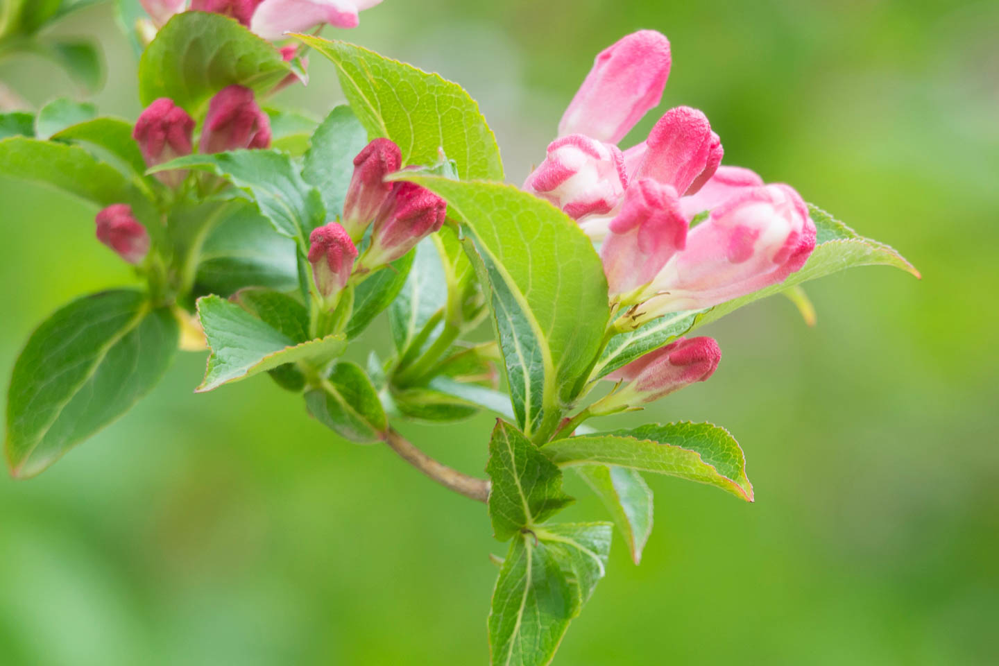 Pink weigela flowers