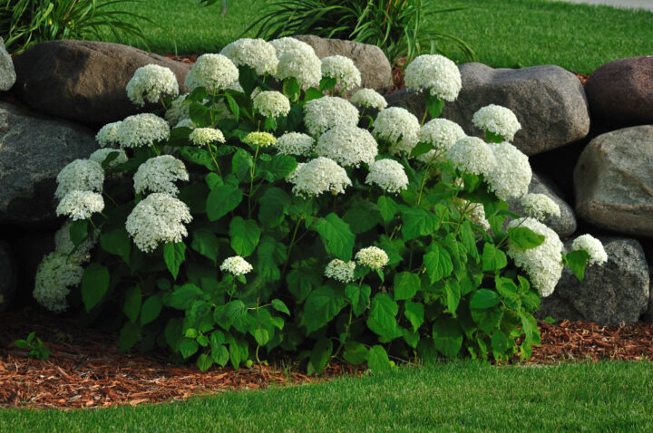 Hydrangea aborescens blooming in front of a rock wall