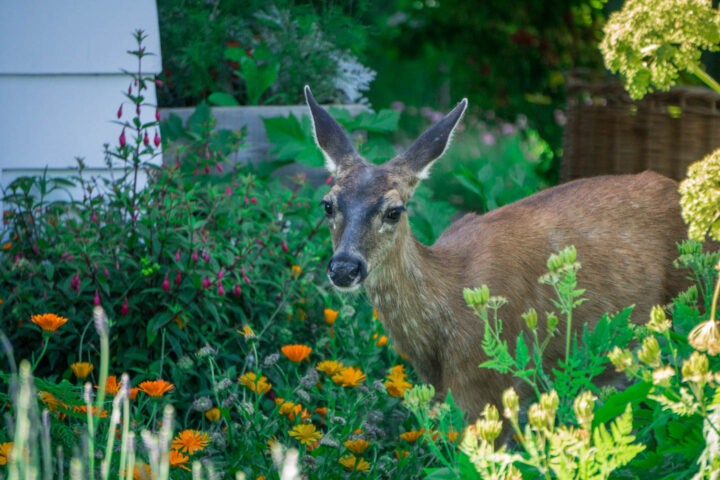 Deer in the garden beside a hydrangea