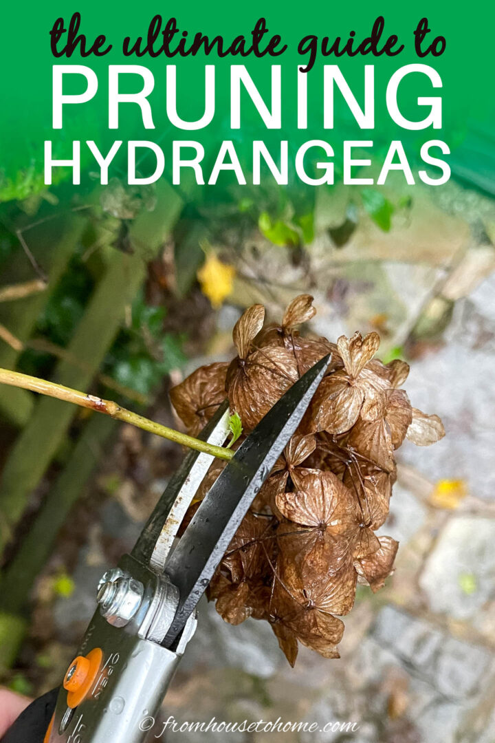 the ultimate guide to pruning hydrangeas