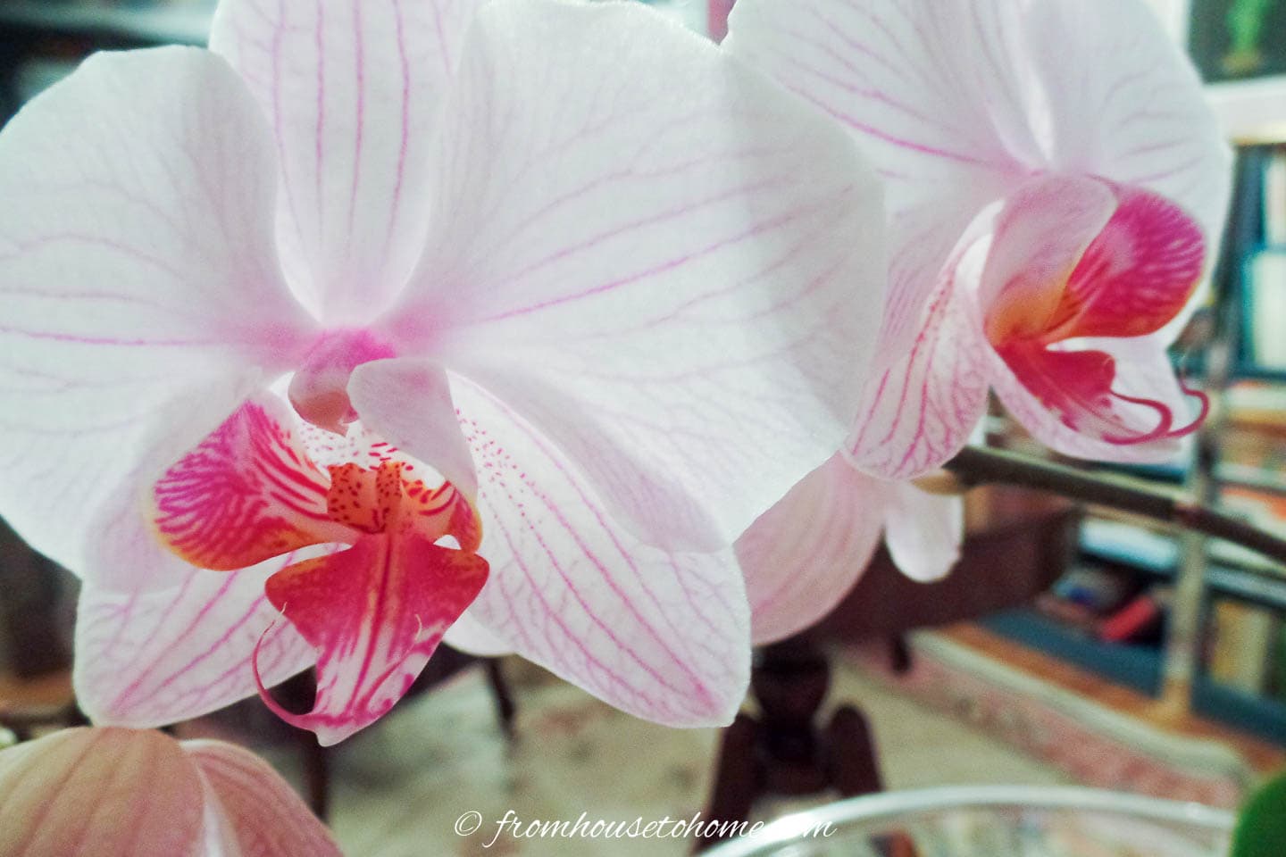 Close up of a large pink Phalaenopsis orchid bloom