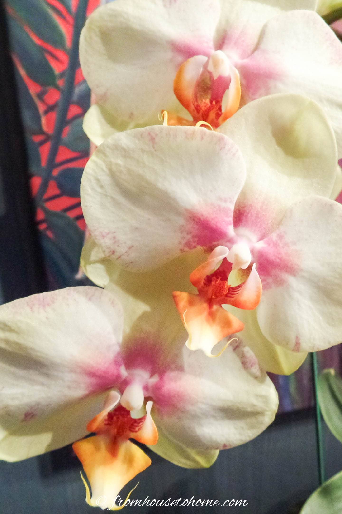Close up of white Phalaenopsis orchid blooms