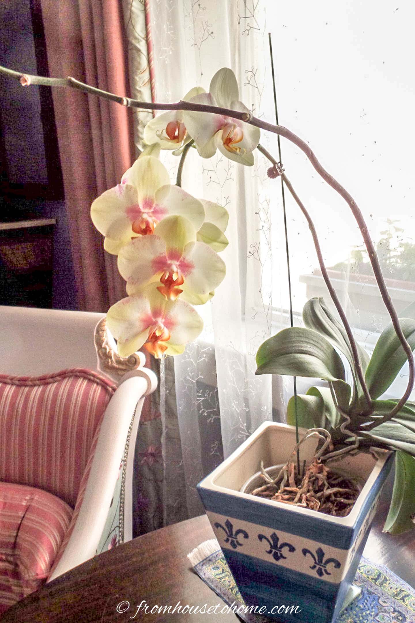 Moth or Phalaenopsis orchid with a second stem about to bloom