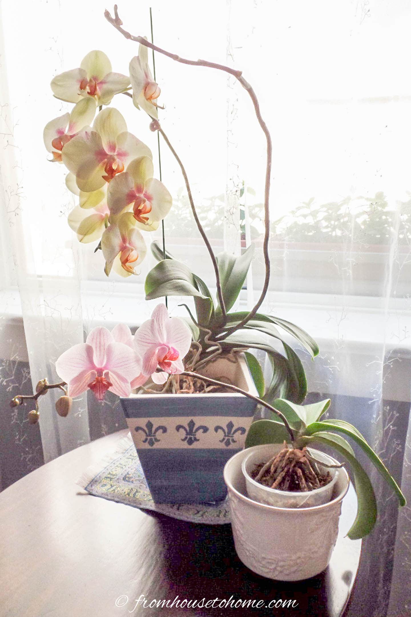 Phalaenopsis orchids growing in a pot on a living room table