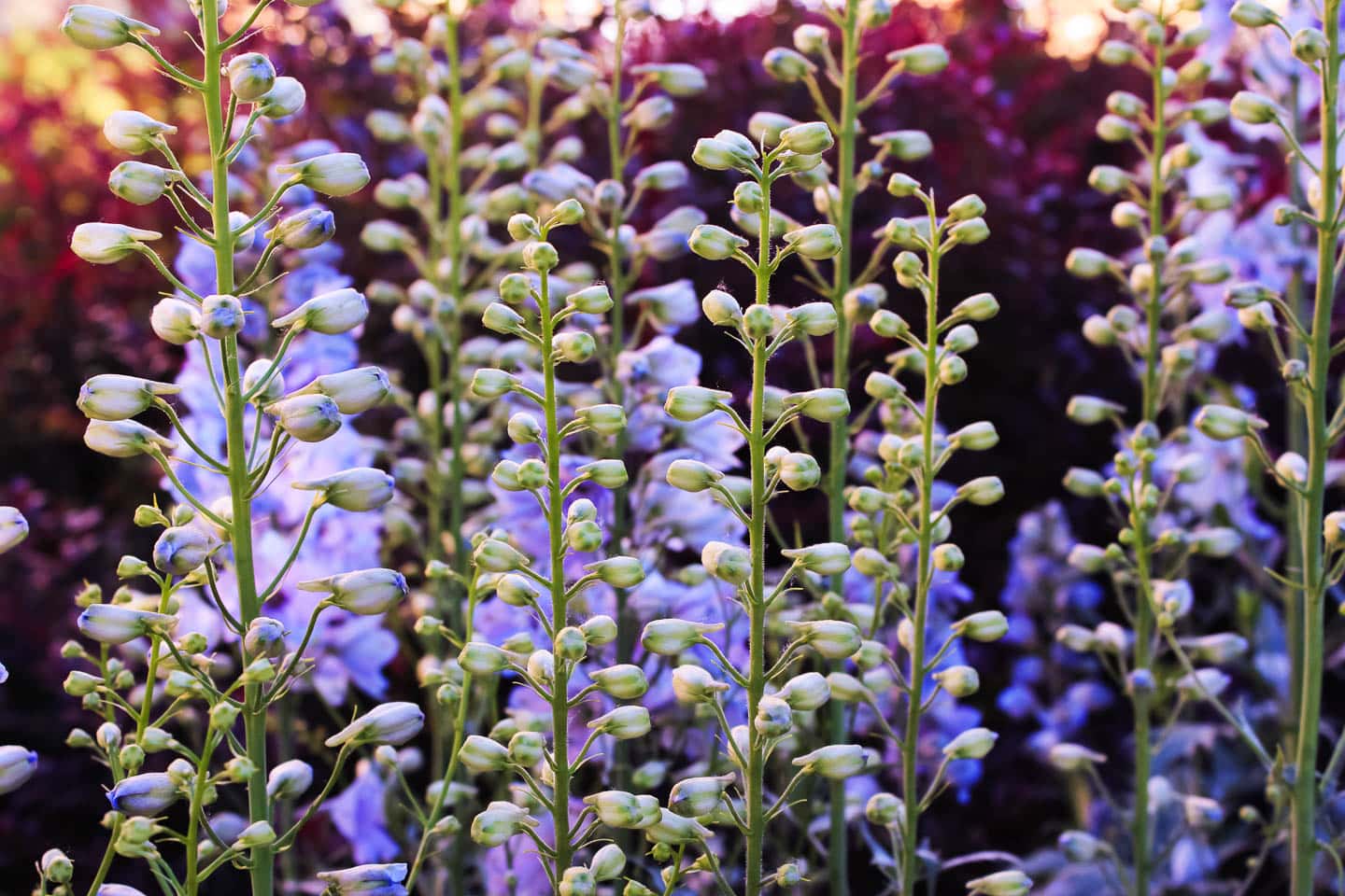 blue flowering Baptisia
