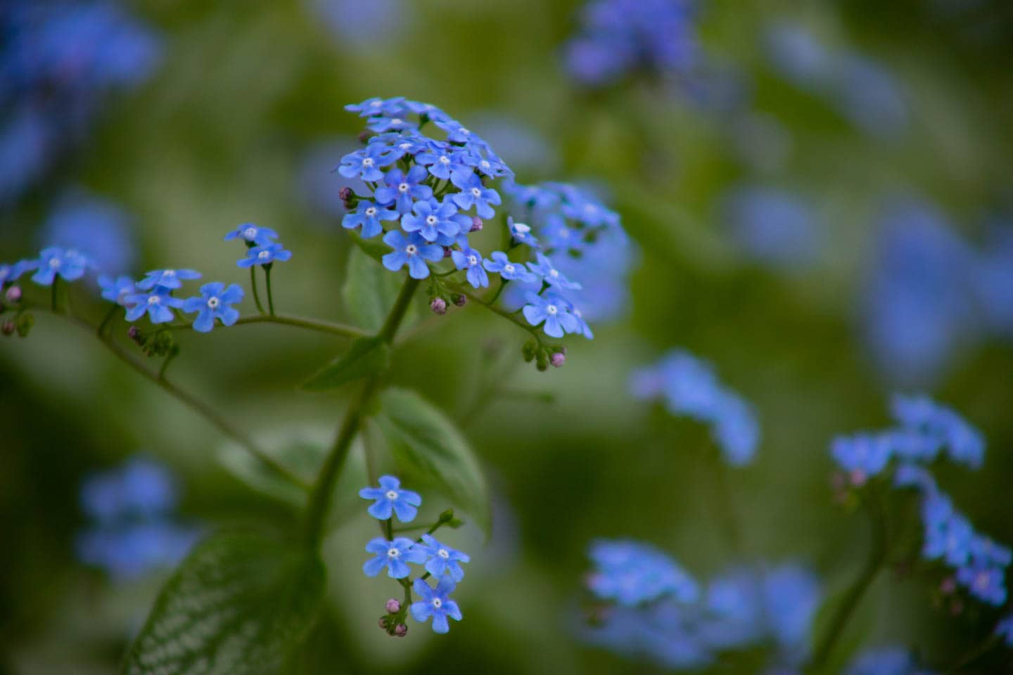 Siberian Bugloss flowers
