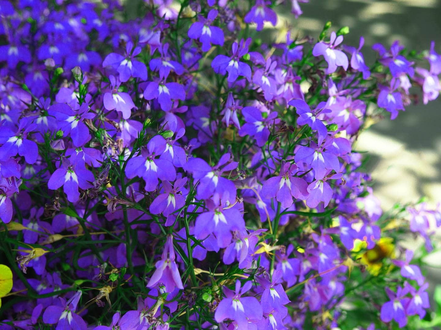 close up of blue trailing lobelia flowers