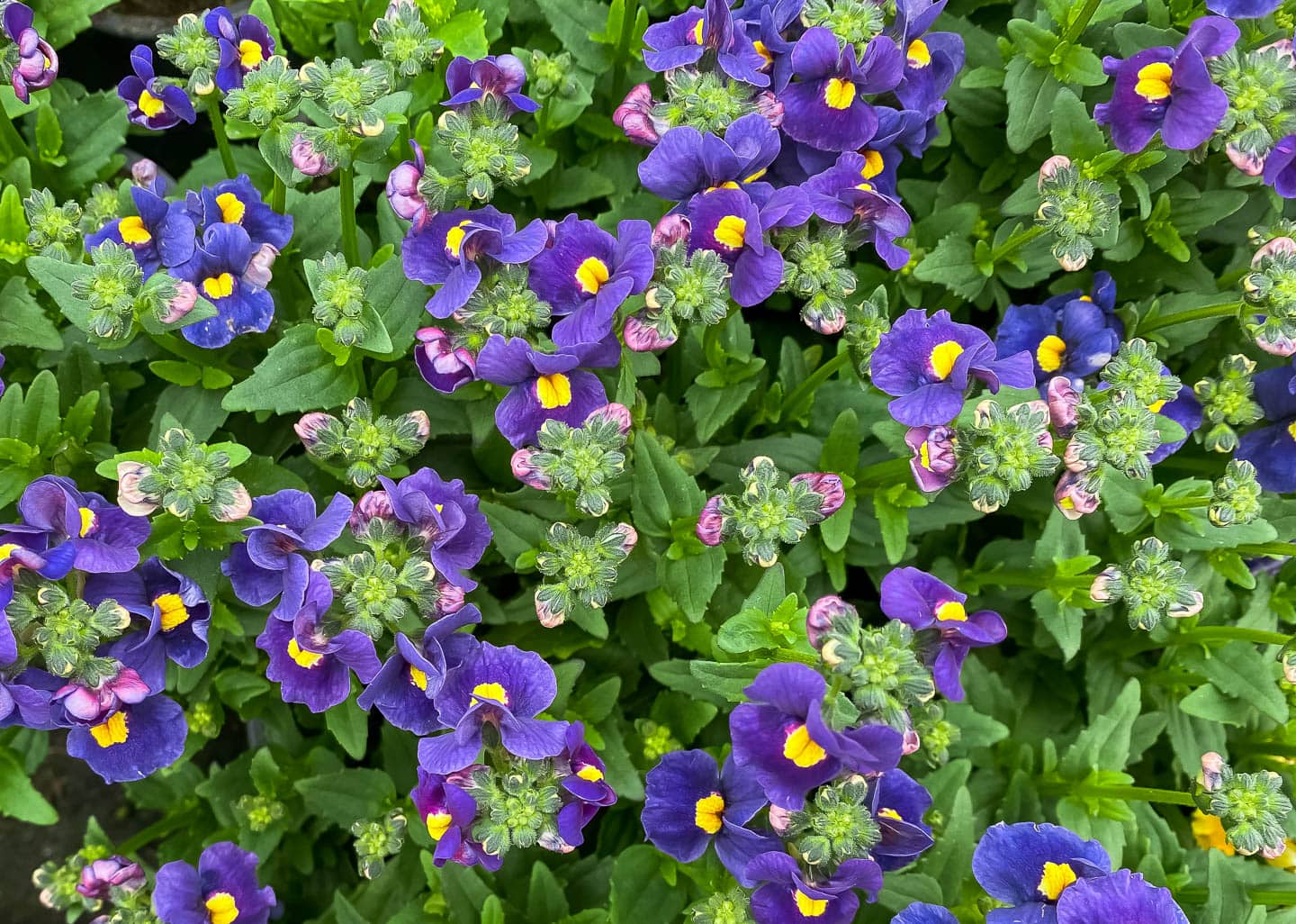Nemesia fruticans 'Bluebird'