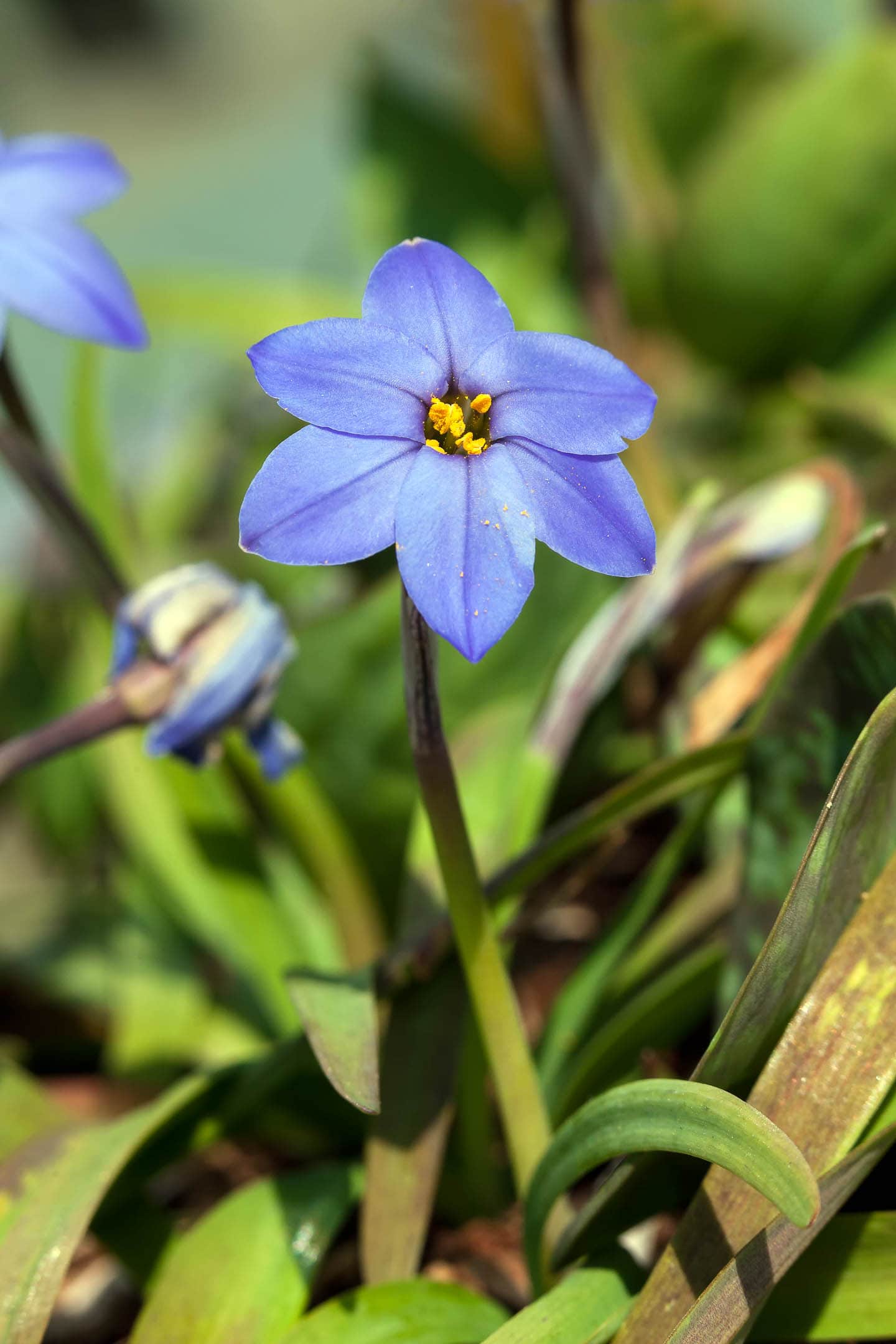 Blue starflower